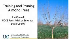 Training and Pruning Almond Orchards