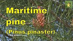 Pine tree identification (Pinus pinaster) maritime pine or cluster pine. How to identify pine trees.