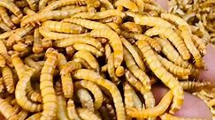 Meal worms farming - convert Rs 70 to Rs 10000 Learn from Umer / bilal call 923082854379. #chaicon #foodfusion #pakistan #madeinpakistan | Food Fusion
