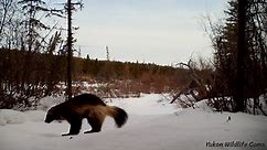 Multi-camera wildlife compilation - Winter 2022/2023