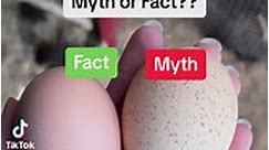 Myth or fact?? What myths have you been told about farm fresh eggs? #farmfresheggs #farmfresh #MythOrFact #learnsomethingnew #backyardchickens | Chicken Schmidt Farms