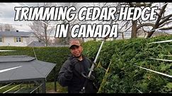 What It's Like To Trim Cedar Hedge In CANADA👍🌿🌳✂️