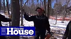 How to Cut Down a Tree Safely | This Old House