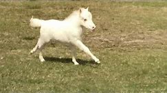 "SOLD" Miniature horse for sale - Dent White Knight - 2015 Foal