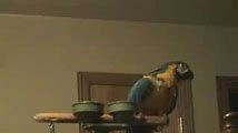 Buddy the Talking Parrot and Other Funny Birds