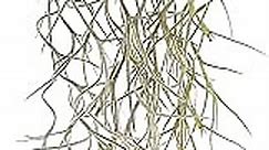 2 Live Spanish Moss Hanging Clumps on Wire, Tillandsia Usneoides Greenhouse Grown Tropical Houseplants for Home Décor and DIY Terrariums from The Drunken Gnome (2-Pack)