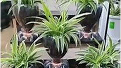 DIY Pots from Bottle...🌿 Follow Plantpur #plantpur #cutestnursury #plantlove #cutustonlinenursury #plantparent #naturelovers #loveforplants #gogreen #homedecor #decorbalcony #greenhappiness #plantphotography #gardenideas #gardeninglife #gardeningtips #indoorplants #pruning #pottingmix #peaceofmind #fengshui #fengshuiplants #luckyplant #plantdecorators #sukoon #plantshealhumans #soilrecipes #soilforplants #plantshealthesoul #terracesolution #plantsolutions | Plantpur