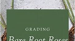 Grading Bare Root Roses | David Austin Roses