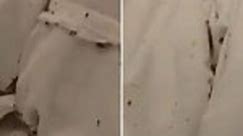 Outrage As Swarms Of Bed Bugs Feast On Psychiatric Patients At Hungarian Hospital