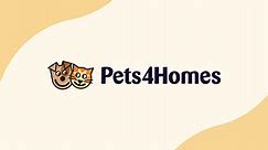 Bengal cats for adoption | Pets4Homes