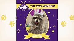 Raccoon crowned Cadbury Bunny mascot winner | CW39 HOUSTON