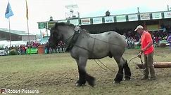 International draft horse pulling and agility competition
