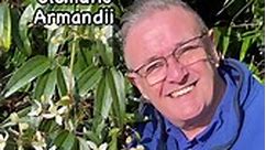 Clematis armandii My plant of week #garden #gardening #plant #plants #climbingplants | Dave The Plantman