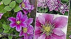 Plants: Clematis 'Piilu' clematis - Profile, care and cutting | 2024
