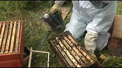 Beekeeping - Easy way to make Lots more Bees - Using the Rose Hive Method Part 3