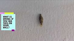 How to spot case worms / clothes moths in your house | Ways to make your house insect-free