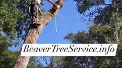 Beaver Tree Service is a Local Family Owned & Operated Business -In Ponte Vedra, Florida Serving surrounding areasJacksonville FLNocatee FLSt Johns FLAtlantic Beach FLSt Augustine FL🌳Licensed & Insured Commercial & Residential. NO CHARGE ESTIMATESTree removal & Stump grinding Our focus is to deliver work that -will have you referring us to all your Friends and Family. Call Us 904-316-1227 Beavertreeservice.info | Beaver Stump Grinding