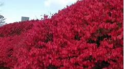30% off Burning bush!! This Shrubs bright red fall foilage bring a beautiful look to any landscape! Wisconsin Landscaping & Garden Center llc. 41 East Adams St. Lake Delton,WI. | Wisconsin Landscaping & Garden Center llc.