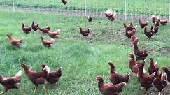 Free range 17 week old pullets... - The Fancy Chicken Farm