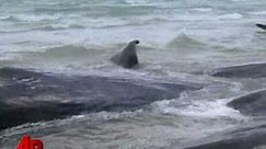 Raw Video: Beached Sperm Whales in Australia