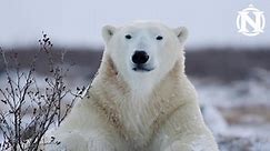 Canada Polar Bear Adventure