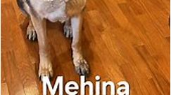 📣📣📣 THIS BEAUTY NEEDS HER FUREVER FAMILY ASAP💜💜💜 🗺 COLUMBUS, OHIO or can be brought to WILLIAMSBURG, OHIO 🎂 6 y/o Female 🪪 Her name is ‘Mehina’ 💉 UTD on shots WITH records ✅ Fixed 👶🏻 Unknown with kids (only exposed to a 10 y/o and did great) 🐕 Good with LARGE BREED dogs, UNKNOWN with small breeds. 🐈‍ Unknown with cats 🤍 No aggression 🏠 House trained ✅ Crate trained 💊 No known medical issues 📍 High Prey Drive 🍲 Currently on Purina Beneful Original with Salmon 🎛 Weighs 53 lbs �