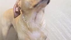 it is necessary to choose a good shower gel to give your dog a bath | KiKi SMD