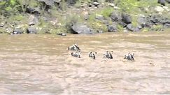 Zebras swimming over the Mara River