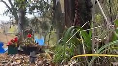 A trip around the garden railroad from the train’s point of view, this time amidst the freshly fallen leaves in the yard. #gardenrailroads #gardenrailway #gardentrains #fallleaves #autumnvibes | Rail Brothers