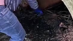 remove lots of debris from the large culvert drain