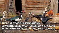 What is avian flu?