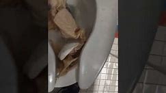 flushing woman's diaper down the toilet