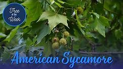 Tree of the Week: American Sycamore