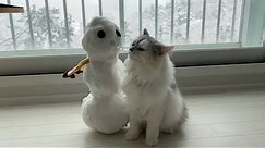 Cat meets Snowman for the First Time ☃️