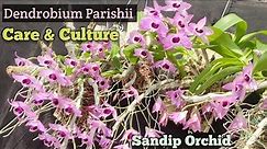Dendrobium Parishii Care and culture @SandipOrchid #orchid #dendrobium #care #gardening