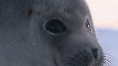 Baby Seal Cute #funnyvideos #animals | baby seal