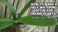 How To Make A Self Watering Setup For Orchid Plants?| Orchid Plant Semi-Hydroponics | Whimsy Crafter