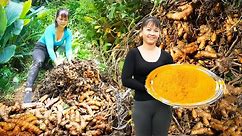 Harvesting Turmeric Goes to market sell - Fertilize vegetables | Phuong Daily Harvesting