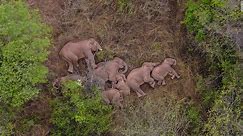 Elephant migration may reveal serious problem for China
