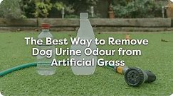 The Best Way to Remove Dog Urine Odour from Artificial Grass