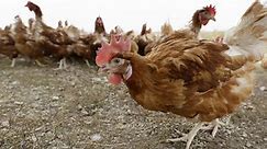 WHO: Bird flu risk low for humans