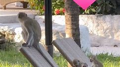 #baby #monkeys #playing in ukunda #kenya #love | Uma Goodman