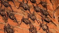 'Crazy Bat Lady' Lives With 500 Bats 🦇