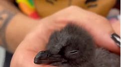Cincinnati Zoo welcomes baby blue penguin