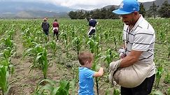 Living in Mexico - Fertilizing the Corn