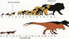 Missing Medium-Sized Dinosaurs