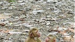 Haha Monkey Funny | Monkey