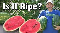 🍉 When to Pick Perfectly Ripe Watermelons Grown in the Garden - Best Time to Harvest Every Time!