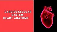 Cardiovascular System: Heart Anatomy - Part 3
