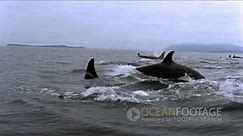 Ocean Footage: Orcas in the wild